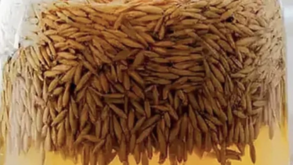 Parazol fotografija 4